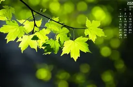 大坂直美伤愈复出再成焦点(大坂直美属于什么档次的女人)|GFG电子在线